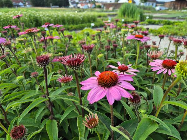 Bild von /bilder/bluehapp/thumb/echpma_Echinacea_purpurea___Magnus_____P-2721020001_T-b_Y-26_K-28_39246.jpg