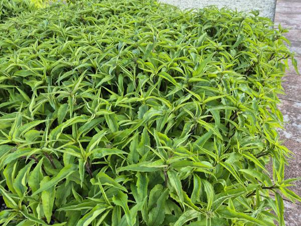 Bild von /bilder/bluehapp/thumb/echpma_Echinacea_purpurea___Magnus_____P-2721020001_T-k_Y-26_K-24_48123.jpg