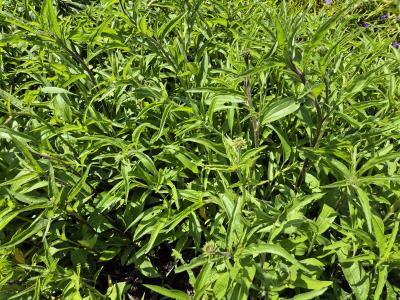 Bild von /bilder/bluehapp/thumb/echpms_Echinacea_purp____Magnus_Superior___P-2721020801_T-k_Y-25_K-25_85927.jpg