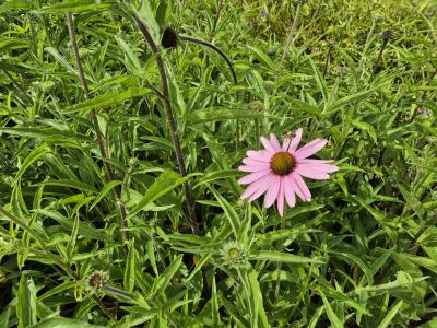 Bild von /bilder/bluehapp/thumb/echpms_Echinacea_purp____Magnus_Superior___P-2721020801_T-k_Y-25_K-26_43528.jpg