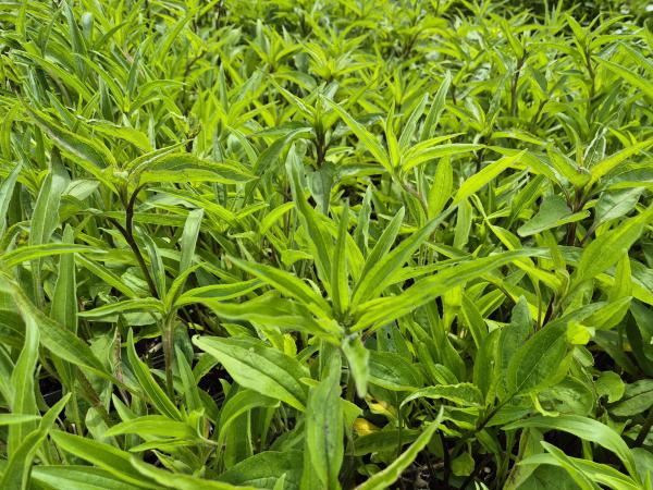 Bild von /bilder/bluehapp/thumb/echpms_Echinacea_purp____Magnus_Superior___P-2721020801_T-k_Y-26_K-23_19962.jpg