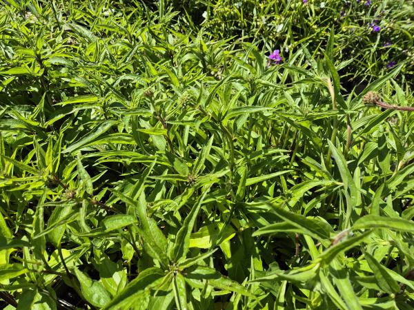 Bild von /bilder/bluehapp/thumb/echpms_Echinacea_purp____Magnus_Superior___P-2721020801_T-k_Y-26_K-24_26672.jpg