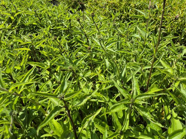 Bild von /bilder/bluehapp/thumb/echpms_Echinacea_purp____Magnus_Superior___P-2721020801_T-k_Y-26_K-25_74445.jpg