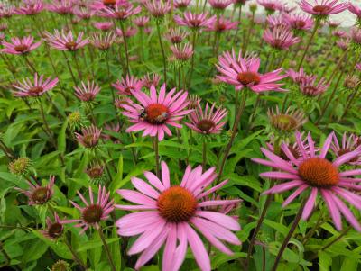 Bild von echppb_Echinacea_purp____Pica_Bella___R__P-2720544001_T-b_Y-23_K-28_13579_aktiv_.jpg