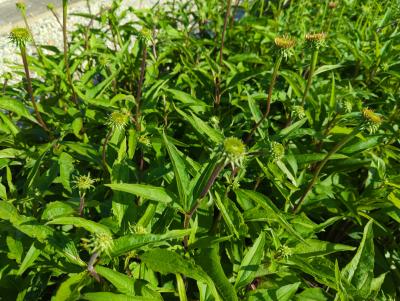 Bild von echppb_Echinacea_purp____Pica_Bella___R__P-2720544001_T-k_Y-22_K-38_40621_aktiv_.jpg