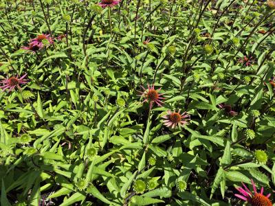 Bild von /bilder/bluehapp/thumb/echppb_Echinacea_purp____Pica_Bella___R__P-2720544001_T-k_Y-25_K-36_41426.jpg
