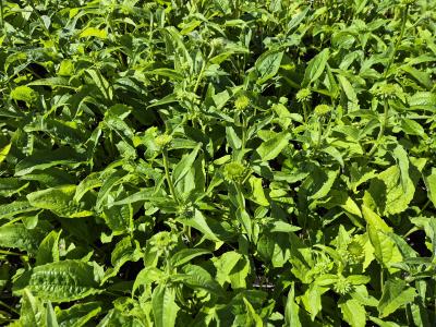 Bild von /bilder/bluehapp/thumb/echppww_Echinacea_purpurea___PowWow_White___P-2721022501_T-k_Y-25_K-36_78533.jpg
