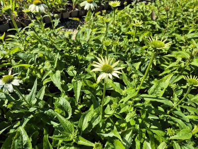 Bild von /bilder/bluehapp/thumb/echppww_Echinacea_purpurea___PowWow_White___P-2721022501_T-k_Y-25_K-38_83815.jpg