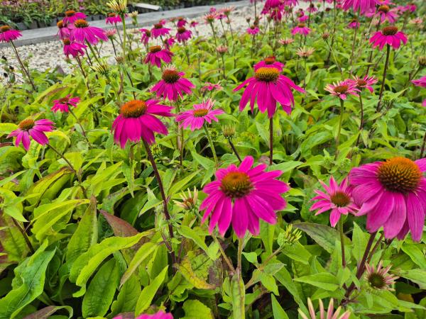 Echinacea purpurea 'PowWow Wild Berry'