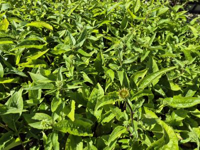 Bild von /bilder/bluehapp/thumb/echppwwb_Echinacea_purpurea___PowWow_Wild_B____P-2721023001_T-k_Y-25_K-36_60323.jpg