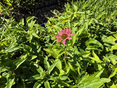 Bild von /bilder/bluehapp/thumb/echppwwb_Echinacea_purpurea___PowWow_Wild_B____P-2721023001_T-k_Y-25_K-38_84942.jpg