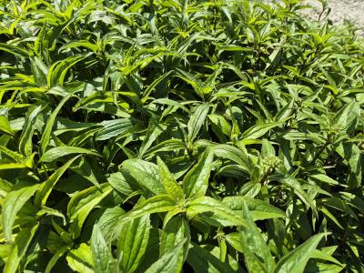 Bild von /bilder/bluehapp/thumb/echpru_Echinacea_purpurea___Rubinstern_____P-2721025001_T-k_Y-25_K-24_22415.jpg