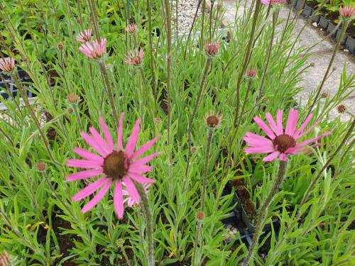 Bild von /bilder/bluehapp/thumb/echtrth_Echinacea_tennesseensis___Rocky_T_H____P-2727060001_T-b_Y-21_K-27_58114_aktiv_.jpg