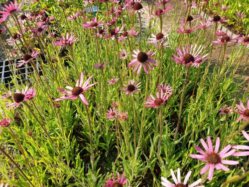 Bild von /bilder/bluehapp/thumb/echtrth_Echinacea_tennesseensis___Rocky_T_H____P-2727060001_T-b_Y-21_K-29_53285_aktiv_.jpg