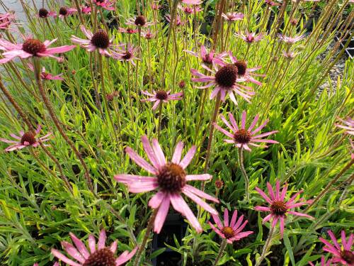 Bild von /bilder/bluehapp/thumb/echtrth_Echinacea_tennesseensis___Rocky_T_H____P-2727060001_T-b_Y-21_K-30_76139_aktiv_.jpg