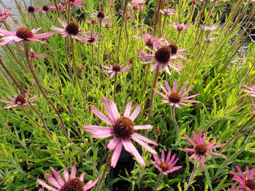 Bild von /bilder/bluehapp/thumb/echtrth_Echinacea_tennesseensis___Rocky_T_H____P-2727060001_T-b_Y-21_K-30_76139_aktiv_.jpg