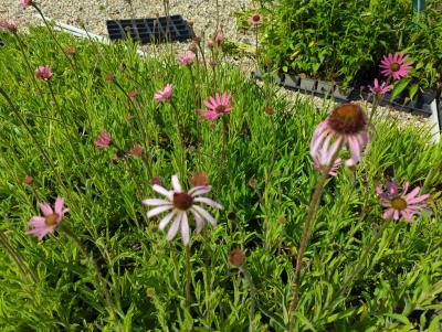 Bild von /bilder/bluehapp/thumb/echtrth_Echinacea_tennesseensis___Rocky_T_H____P-2727060001_T-b_Y-22_K-26_15987_aktiv_.jpg