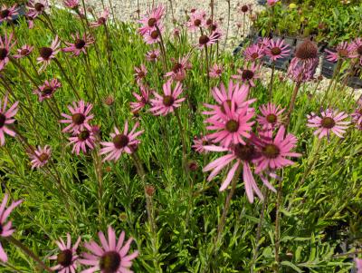 Bild von /bilder/bluehapp/thumb/echtrth_Echinacea_tennesseensis___Rocky_T_H____P-2727060001_T-b_Y-22_K-28_96372_aktiv_.jpg