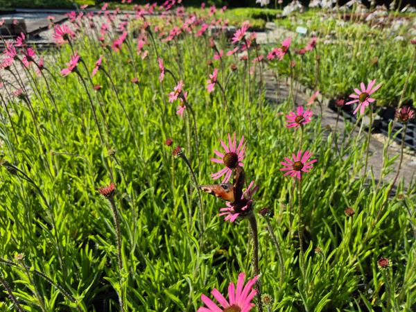 Bild von /bilder/bluehapp/thumb/echtrth_Echinacea_tennesseensis___Rocky_T_H____P-2727060001_T-b_Y-26_K-27_15063.jpg