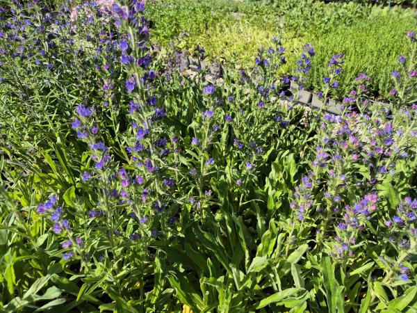 Bild von /bilder/bluehapp/thumb/echv_Echium_vulgare_P-2761000001_T-b_Y-26_K-26_31517.jpg
