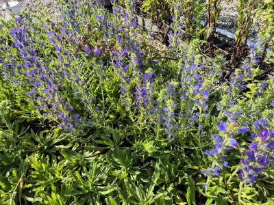 Bild von /bilder/bluehapp/thumb/echv_Echium_vulgare_P-2761000004_T-b_Y-25_K-25_75330.jpg