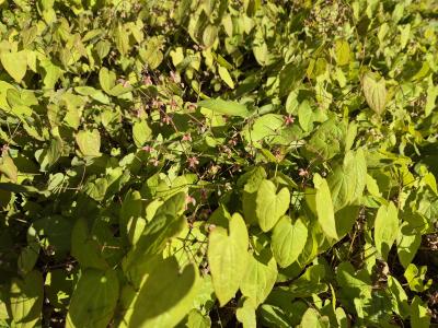 Bild von /bilder/bluehapp/thumb/epic_Epimedium_x_cantabrigense____P-2821500001_T-b_Y-26_K-18_36303.jpg
