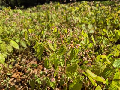 Bild von /bilder/bluehapp/thumb/epic_Epimedium_x_cantabrigense____P-2821500001_T-k_Y-26_K-17_38990.jpg