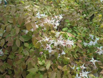 Bild von /bilder/bluehapp/thumb/epig_Epimedium_grandiflorum_P-2822500001_T-b_Y-24_K-15_97901_aktiv_.jpg