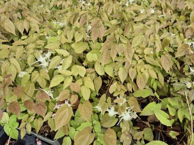 Bild von /bilder/bluehapp/thumb/epig_Epimedium_grandiflorum_P-2822500001_T-b_Y-25_K-17_37815.jpg