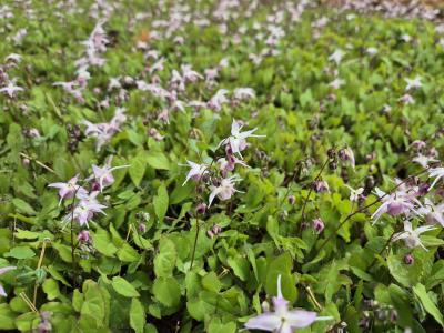 Bild von /bilder/bluehapp/thumb/epigak_Epimedium_grand____Akebono_____P-2822504001_T-b_Y-25_K-17_86283.jpg