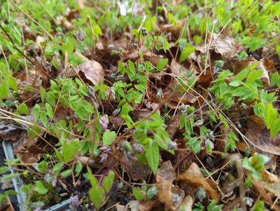 Bild von /bilder/bluehapp/thumb/epigak_Epimedium_grand____Akebono_____P-2822504001_T-k_Y-24_K-14_69823_aktiv_.jpg