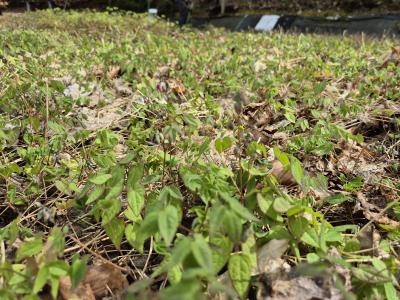 Bild von /bilder/bluehapp/thumb/epigak_Epimedium_grand____Akebono_____P-2822504001_T-k_Y-25_K-16_46246.jpg