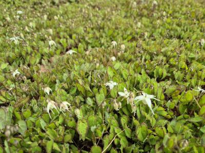 Bild von /bilder/bluehapp/thumb/epigcy_Epimedium_grand____Creeping_Yellow___P-2822510001_T-b_Y-25_K-17_23102.jpg