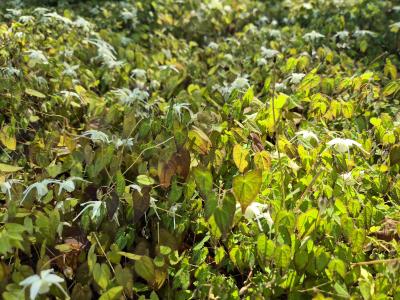 Bild von /bilder/bluehapp/thumb/epigcy_Epimedium_grand____Creeping_Yellow___P-2822510001_T-b_Y-25_K-18_45211.jpg