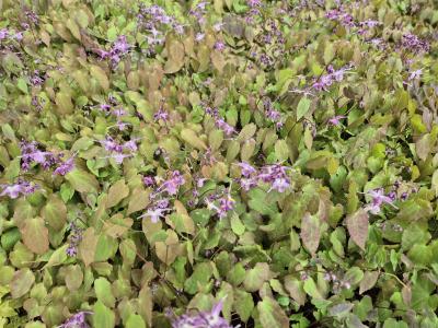 Bild von /bilder/bluehapp/thumb/epigli_Epimedium_grandifl____Lilafee____P-2822515001_T-b_Y-25_K-17_69591.jpg
