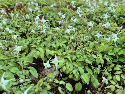 Bild von /bilder/bluehapp/thumb/epigna_Epimedium_grandifl____Nanum_____P-2822517001_T-b_Y-25_K-18_37679.jpg