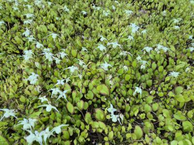 Bild von /bilder/bluehapp/thumb/epigna_Epimedium_grandifl____Nanum_____P-2822517001_T-b_Y-25_K-19_17996.jpg