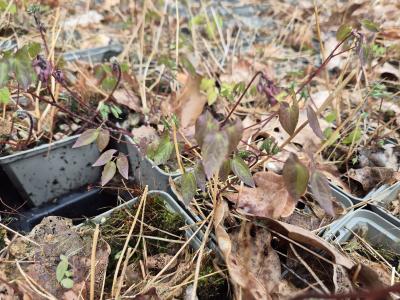 Bild von /bilder/bluehapp/thumb/epigru_Epimedium_grandifl____Rubinkrone____P-2822550001_T-k_Y-26_K-15_45499.jpg