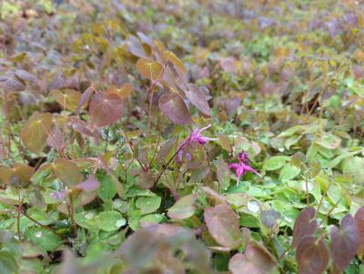 Bild von /bilder/bluehapp/thumb/epigyu_Epimedium_grandifl____Yuubae___P-2822560001_T-k_Y-23_K-17_15879_aktiv_.jpg