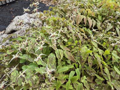 Bild von /bilder/bluehapp/thumb/epihdo_Epimedium_cult____Domino___P-2822705001_T-b_Y-25_K-17_80979.jpg