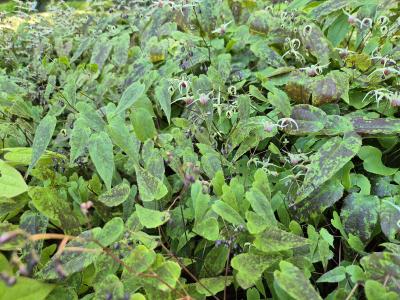 Bild von /bilder/bluehapp/thumb/epihdo_Epimedium_cult____Domino___P-2822705001_T-b_Y-25_K-18_60602.jpg