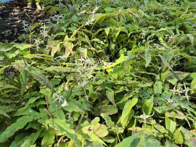 Bild von /bilder/bluehapp/thumb/epihdo_Epimedium_cult____Domino___P-2822705001_T-b_Y-25_K-18_85688.jpg