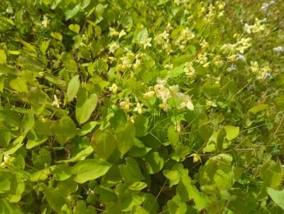 Bild von /bilder/bluehapp/thumb/epip_Epimedium_pinnatum_P-2823500001_T-b_Y-24_K-15_57856_aktiv_.jpg