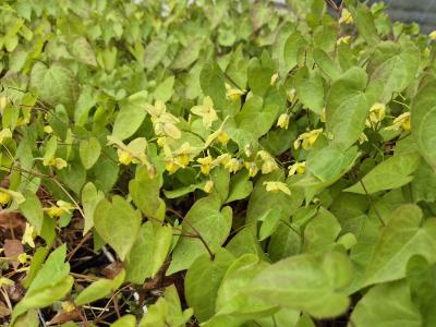 Bild von /bilder/bluehapp/thumb/epip_Epimedium_pinnatum_P-2823500001_T-b_Y-25_K-17_82928.jpg