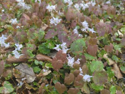 Bild von /bilder/bluehapp/thumb/epipa_Epimedium_pauciflorum____P-2823400001_T-b_Y-24_K-15_83387_aktiv_.jpg