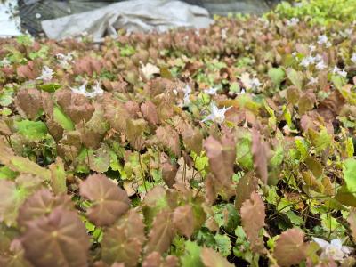 Bild von /bilder/bluehapp/thumb/epipa_Epimedium_pauciflorum____P-2823400001_T-b_Y-25_K-17_14568.jpg