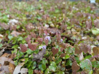 Bild von /bilder/bluehapp/thumb/epipa_Epimedium_pauciflorum____P-2823400001_T-k_Y-24_K-14_52258_aktiv_.jpg