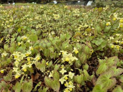 Bild von /bilder/bluehapp/thumb/epipal_Epimedium_pallidum_P-2823300001_T-b_Y-25_K-17_31961.jpg