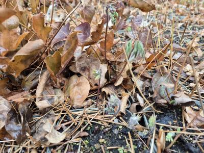 Bild von /bilder/bluehapp/thumb/epipal_Epimedium_pallidum_P-2823300001_T-k_Y-26_K-15_37765.jpg