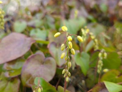 Bild von /bilder/bluehapp/thumb/epipc_Epimedium_pinnatum_ssp_colchicum____P-2823510001_T-k_Y-23_K-15_13449_aktiv_.jpg